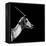 Safari Profile Collection - Antelope Impala Black Edition III-Philippe Hugonnard-Framed Premier Image Canvas
