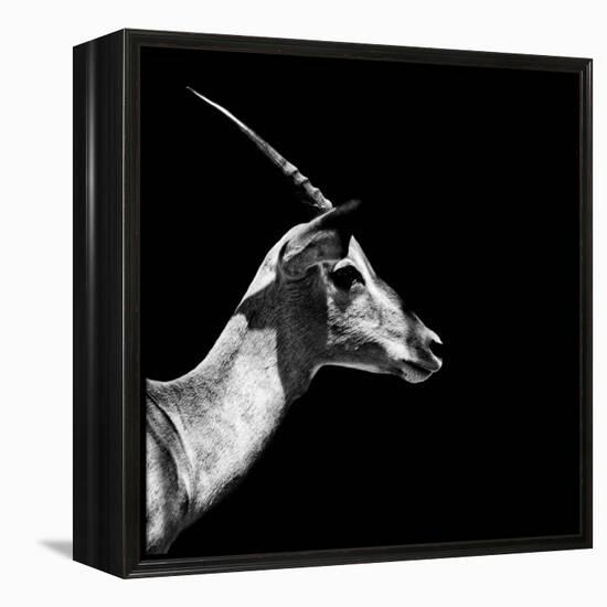 Safari Profile Collection - Antelope Impala Black Edition III-Philippe Hugonnard-Framed Premier Image Canvas