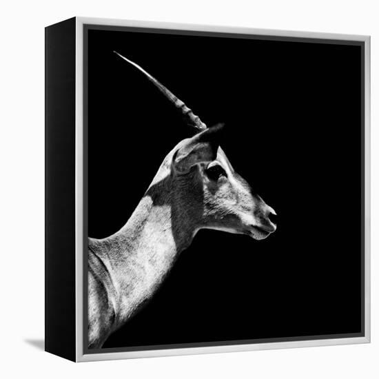 Safari Profile Collection - Antelope Impala Black Edition III-Philippe Hugonnard-Framed Premier Image Canvas