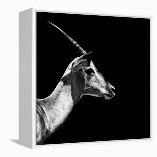 Safari Profile Collection - Antelope Impala Black Edition III-Philippe Hugonnard-Framed Premier Image Canvas