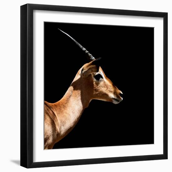 Safari Profile Collection - Antelope Impala Black Edition IV-Philippe Hugonnard-Framed Photographic Print