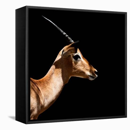 Safari Profile Collection - Antelope Impala Black Edition IV-Philippe Hugonnard-Framed Premier Image Canvas
