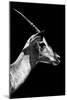 Safari Profile Collection - Antelope Impala Black Edition V-Philippe Hugonnard-Mounted Photographic Print