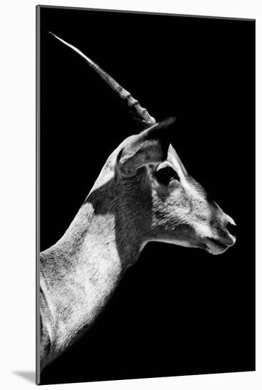 Safari Profile Collection - Antelope Impala Black Edition V-Philippe Hugonnard-Mounted Photographic Print