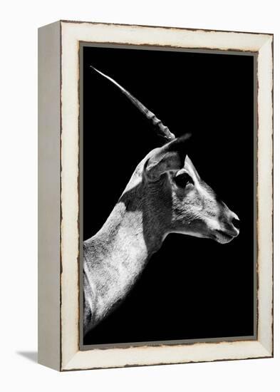 Safari Profile Collection - Antelope Impala Black Edition V-Philippe Hugonnard-Framed Premier Image Canvas