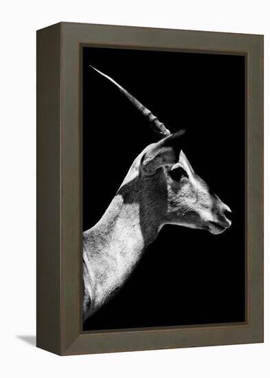 Safari Profile Collection - Antelope Impala Black Edition V-Philippe Hugonnard-Framed Premier Image Canvas