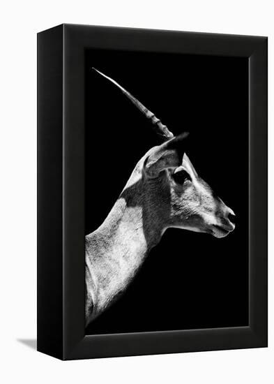 Safari Profile Collection - Antelope Impala Black Edition V-Philippe Hugonnard-Framed Premier Image Canvas