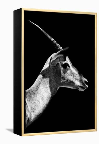 Safari Profile Collection - Antelope Impala Black Edition V-Philippe Hugonnard-Framed Premier Image Canvas