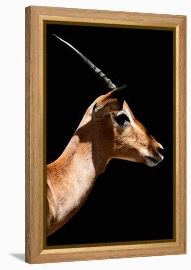 Safari Profile Collection - Antelope Impala Black Edition VI-Philippe Hugonnard-Framed Premier Image Canvas