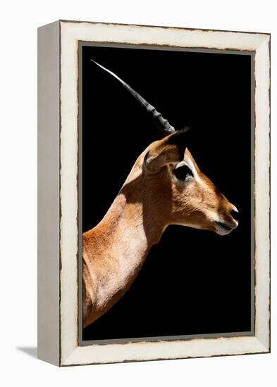 Safari Profile Collection - Antelope Impala Black Edition VI-Philippe Hugonnard-Framed Premier Image Canvas