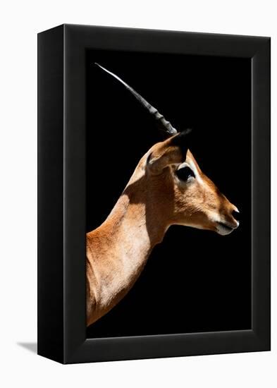 Safari Profile Collection - Antelope Impala Black Edition VI-Philippe Hugonnard-Framed Premier Image Canvas