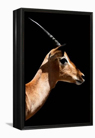 Safari Profile Collection - Antelope Impala Black Edition VI-Philippe Hugonnard-Framed Premier Image Canvas