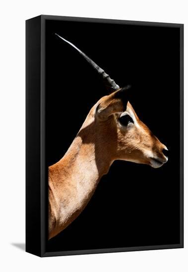 Safari Profile Collection - Antelope Impala Black Edition VI-Philippe Hugonnard-Framed Premier Image Canvas