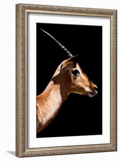 Safari Profile Collection - Antelope Impala Black Edition VI-Philippe Hugonnard-Framed Photographic Print