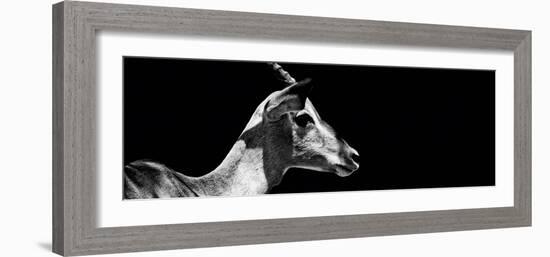 Safari Profile Collection - Antelope Impala Black Edition VII-Philippe Hugonnard-Framed Photographic Print