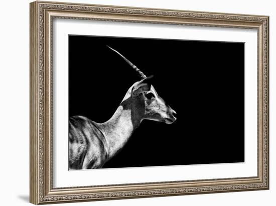 Safari Profile Collection - Antelope Impala Black Edition-Philippe Hugonnard-Framed Photographic Print