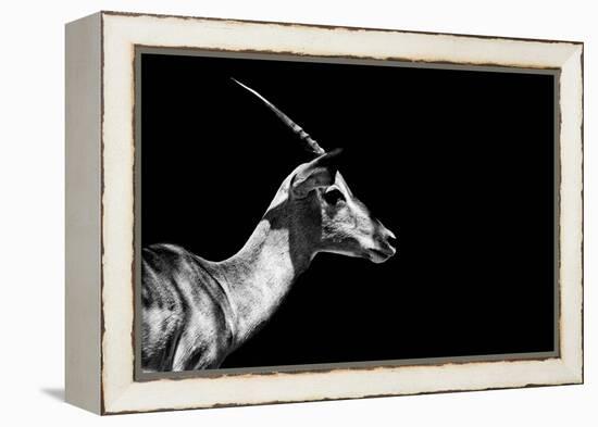 Safari Profile Collection - Antelope Impala Black Edition-Philippe Hugonnard-Framed Premier Image Canvas