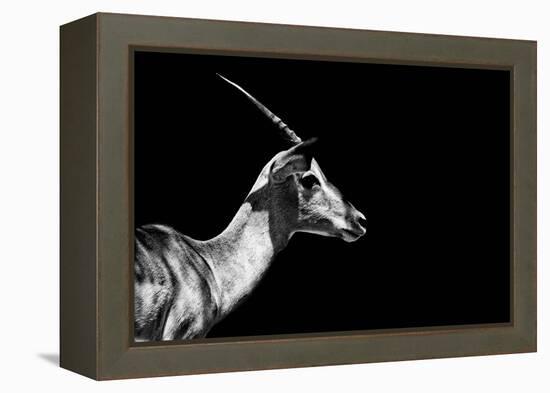 Safari Profile Collection - Antelope Impala Black Edition-Philippe Hugonnard-Framed Premier Image Canvas