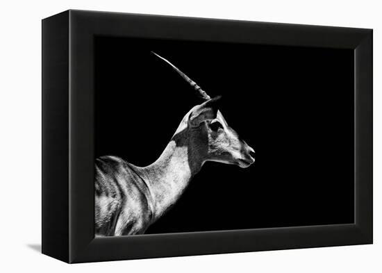 Safari Profile Collection - Antelope Impala Black Edition-Philippe Hugonnard-Framed Premier Image Canvas