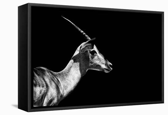 Safari Profile Collection - Antelope Impala Black Edition-Philippe Hugonnard-Framed Premier Image Canvas
