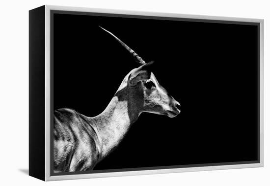 Safari Profile Collection - Antelope Impala Black Edition-Philippe Hugonnard-Framed Premier Image Canvas