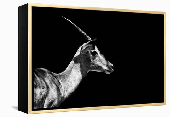 Safari Profile Collection - Antelope Impala Black Edition-Philippe Hugonnard-Framed Premier Image Canvas