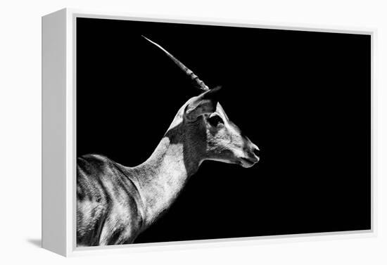 Safari Profile Collection - Antelope Impala Black Edition-Philippe Hugonnard-Framed Premier Image Canvas