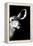 Safari Profile Collection - Antelope Impala Portrait Black Edition IV-Philippe Hugonnard-Framed Premier Image Canvas