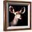 Safari Profile Collection - Antelope Impala Portrait Black Edition V-Philippe Hugonnard-Framed Photographic Print