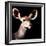 Safari Profile Collection - Antelope Impala Portrait Black Edition V-Philippe Hugonnard-Framed Photographic Print