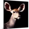 Safari Profile Collection - Antelope Impala Portrait Black Edition V-Philippe Hugonnard-Mounted Photographic Print