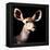 Safari Profile Collection - Antelope Impala Portrait Black Edition V-Philippe Hugonnard-Framed Premier Image Canvas