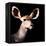 Safari Profile Collection - Antelope Impala Portrait Black Edition V-Philippe Hugonnard-Framed Premier Image Canvas