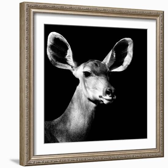 Safari Profile Collection - Antelope Impala Portrait Black Edition VI-Philippe Hugonnard-Framed Photographic Print