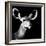 Safari Profile Collection - Antelope Impala Portrait Black Edition VI-Philippe Hugonnard-Framed Photographic Print