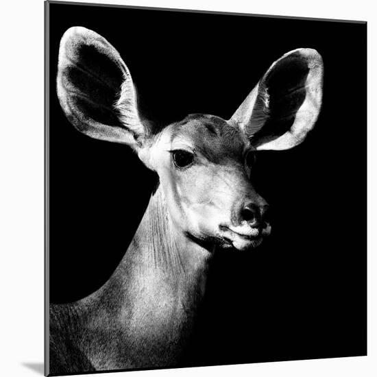 Safari Profile Collection - Antelope Impala Portrait Black Edition VI-Philippe Hugonnard-Mounted Photographic Print