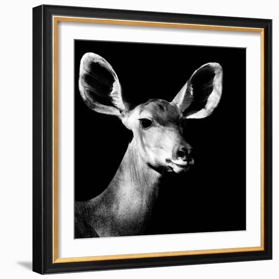 Safari Profile Collection - Antelope Impala Portrait Black Edition VI-Philippe Hugonnard-Framed Photographic Print