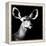 Safari Profile Collection - Antelope Impala Portrait Black Edition VI-Philippe Hugonnard-Framed Premier Image Canvas