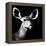 Safari Profile Collection - Antelope Impala Portrait Black Edition VI-Philippe Hugonnard-Framed Premier Image Canvas