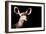 Safari Profile Collection - Antelope Impala Portrait Black Edition-Philippe Hugonnard-Framed Photographic Print