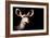 Safari Profile Collection - Antelope Impala Portrait Black Edition-Philippe Hugonnard-Framed Photographic Print