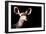 Safari Profile Collection - Antelope Impala Portrait Black Edition-Philippe Hugonnard-Framed Photographic Print