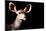 Safari Profile Collection - Antelope Impala Portrait Black Edition-Philippe Hugonnard-Mounted Photographic Print