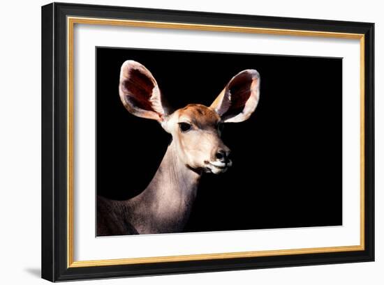 Safari Profile Collection - Antelope Impala Portrait Black Edition-Philippe Hugonnard-Framed Photographic Print