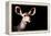 Safari Profile Collection - Antelope Impala Portrait Black Edition-Philippe Hugonnard-Framed Premier Image Canvas
