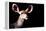 Safari Profile Collection - Antelope Impala Portrait Black Edition-Philippe Hugonnard-Framed Premier Image Canvas