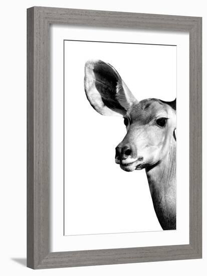 Safari Profile Collection - Antelope Impala Portrait White Edition IV-Philippe Hugonnard-Framed Photographic Print