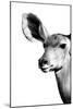 Safari Profile Collection - Antelope Impala Portrait White Edition IV-Philippe Hugonnard-Mounted Photographic Print