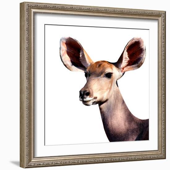 Safari Profile Collection - Antelope Impala Portrait White Edition V-Philippe Hugonnard-Framed Photographic Print