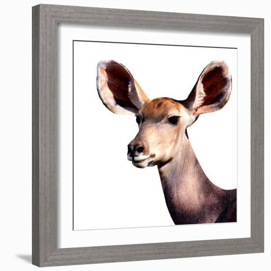 Safari Profile Collection - Antelope Impala Portrait White Edition V-Philippe Hugonnard-Framed Photographic Print